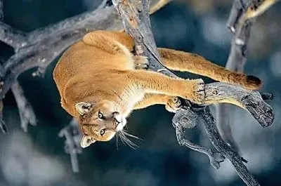 פאזל של natural