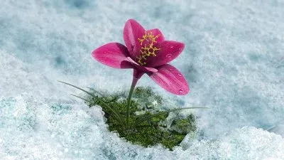 פאזל של flores