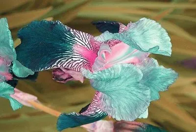 פאזל של flores