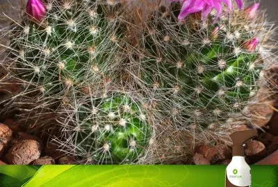 פאזל של flores