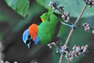 פאזל של natural