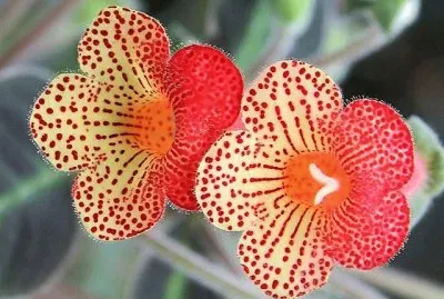 flores