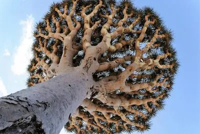 natural jigsaw puzzle