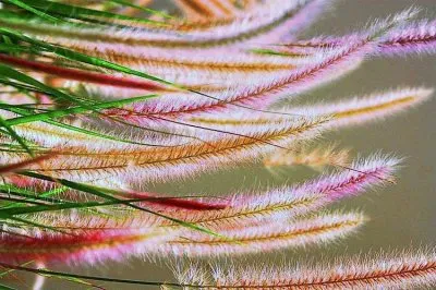 פאזל של natural