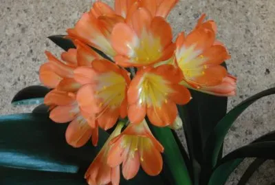clivia