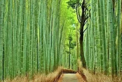 Bamboo Forest