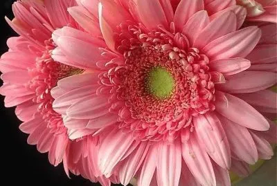 פאזל של flores