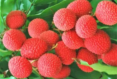 frutas