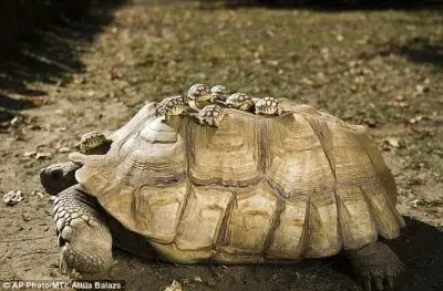 natural jigsaw puzzle