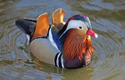 פאזל של natural