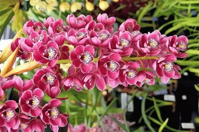 פאזל של flores