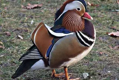 פאזל של natural