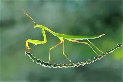 פאזל של natural