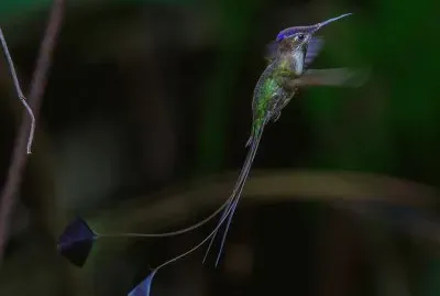 פאזל של natural