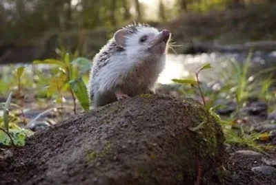 פאזל של natural