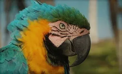 פאזל של natural