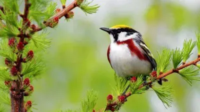 natural jigsaw puzzle