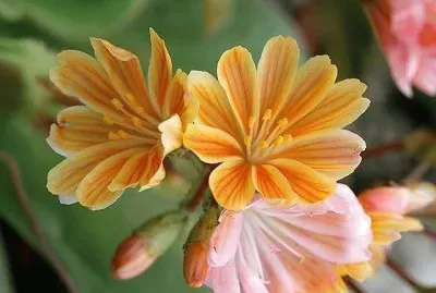 פאזל של flores