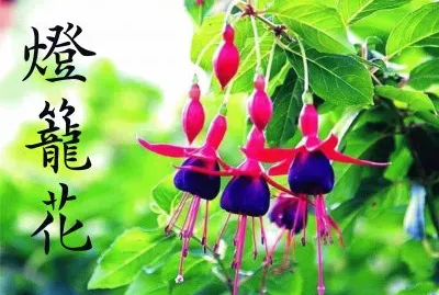פאזל של ç‡ˆç± èŠ±