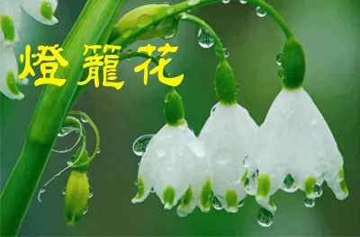 ç‡ˆç± èŠ± jigsaw puzzle