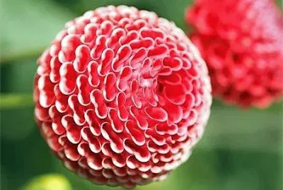 flores jigsaw puzzle