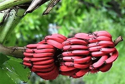frutas
