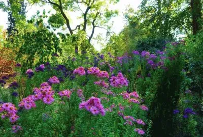 flores