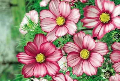flores