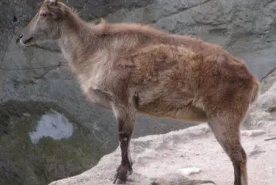 Tahr