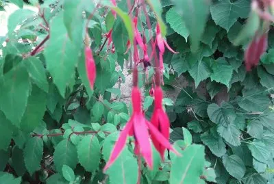 Fuschia