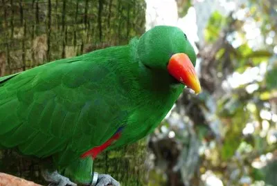 Pappagallo eclettico