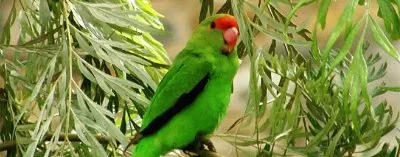 Inseparabile alinere