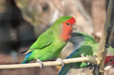 Inseparabile facciarosa