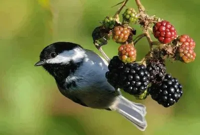 natural jigsaw puzzle