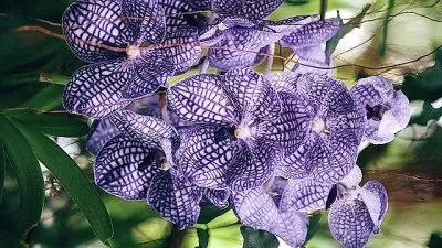 פאזל של flores