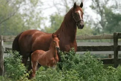mare and foal