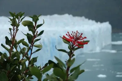 פאזל של flores