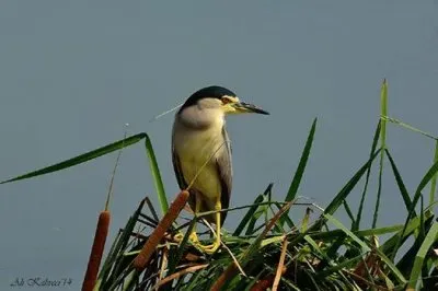 natural jigsaw puzzle