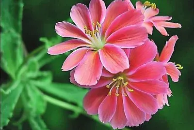 flores