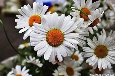 פאזל של flores