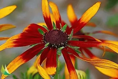 פאזל של flores