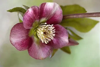 פאזל של flores