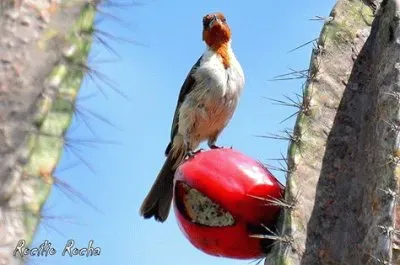 פאזל של natural