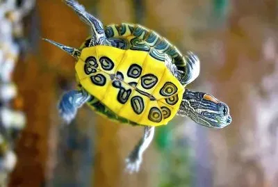 natural jigsaw puzzle