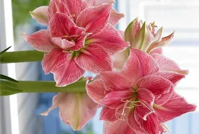 פאזל של flores