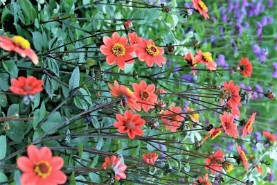 פאזל של flores