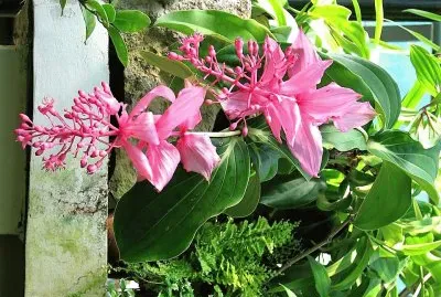 flores
