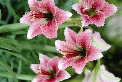 flores