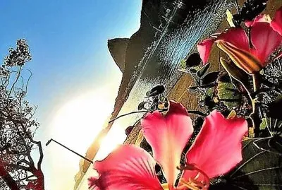 פאזל של flores