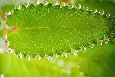 פאזל של natural